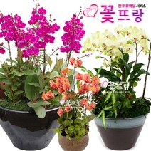 꽃뜨랑 서양난 호접난 만천홍 노랑호접 개업란 축하난 전국꽃배달서비스 꽃화분, A15 리틀잼(중), 1개