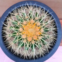 [용이네 화원] 금호선인장 중형 160 농원
