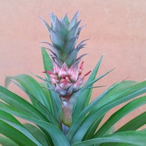 [용이네 화원] 작은열매가 달린 파인애플 화분 230 농원