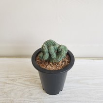 온누리농원 용심목철화