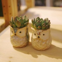퍼니팬시 부엉이화분(다육포함), 스타일2