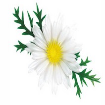 아시아몰/ 일식소품/일식조화/노랑국화/회장식/요리장식/일식데코/스시장식/국화, 흰색, 6개
