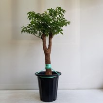 온누리농원 해피트리