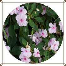 임파첸스 12포트 서양봉숭아, 1개