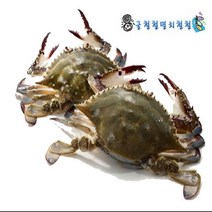 꽃게 신진도 활꽃게 2~3인분 당일조업 아침발송, 1box, 2kg빙장포장