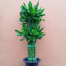 [용이네 화원] 좋은기운 뿜~~ 2단황금죽 430, 1개