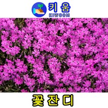 키움원예 [꽃잔디-홍설] 30본(개)
