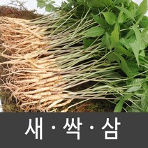 장성 새싹삼 새싹인삼 특 대 중 소, 1box, 소 (50뿌리)