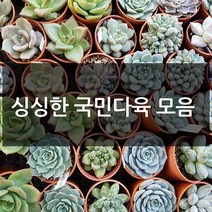 제이팟다육 예쁜 국민 다육이 다육식물 200종류, B45. 홍대화금