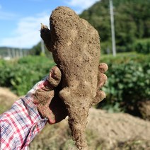 마사토 안동마 산마, 1박스, 산마 - 알뜰 9kg (실속형)