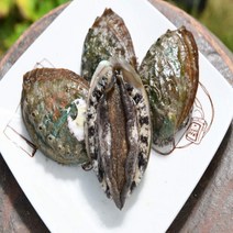 (선물용)명품6호 특대전복 1kg(7미~8미) 고급선물가방, 1box, 명품6호 1kg(7~8미)