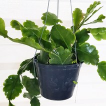 들꽃향기 립살리스 오룽가 공기정화공중식물화분