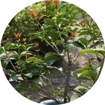 행복한정원 은목서 개화주 향기나무, 1개