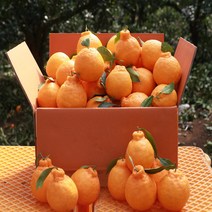 제주 가을이네 한라봉 5KG 10kg 가정용, 1박스, 5KG 중과 (17-23과)