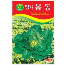 청농종묘 냉이 씨앗 5000립 냉이씨 봄나물 달래 나물 씨, 11_엄니봄동(20g)