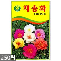안개초 200립 - 안개초씨앗 안개초씨 꽃씨 꽃씨앗 야생화씨앗, 18_청농_채송화(250립)