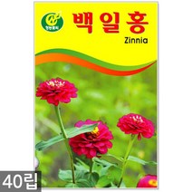 루드베키아 50립 - 꽃씨 꽃씨앗 루드베키아씨앗 씨 야생화씨앗, 10_청농_백일홍(40립)