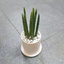 꽃피우는청년 새집증후군 미세먼지 제거 실내공기정화식물 원형 화이트 화분 (무광), 스투키
