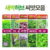 화분월드 새싹 허브 꽃 씨앗, 허브-스테비아