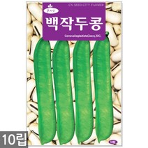 청농종묘 레드 방울토마토 씨앗 30립 방울토마토씨앗 대추토마토씨앗 방울토마토씨 대추토마토씨, 08_백작두콩(10립)