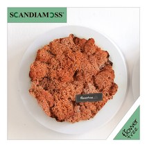 미세먼지 철벽방어! 실내공기정화식물 스칸디아모스 모음 천연이끼, 20.원형스칸디아액자set 24cmP-망고