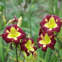 [나무인] 개량원추리 데이릴리 보라 4그루