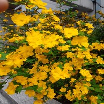 목하원예조경 황매화나무 묘목 (H1.0전후) 개화주