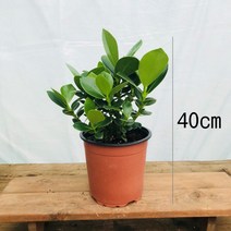 청년농부 크루시아, 40cm사이즈