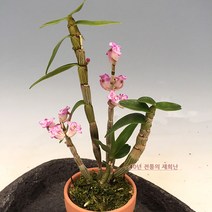 재희난 구희