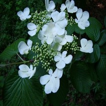 덜꿩나무 묘목_5주 H1.0