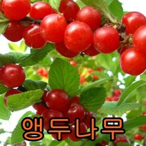 앵두결실주 1그루/앵두/체리/나무묘목/묘목/과일나무