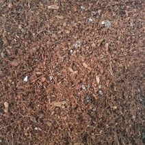 트리앤 1+1 외목대 핫도그율마(모종) 외가지 율마 일반율마 희귀식물 이탈리안 싸이플러스 모종 아토피예방 특이식물, 05. (1개)외목대 율마(중) 1개