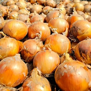 탐나유 국내산 무안 양파 햇양파, 1개, 5kg (특)