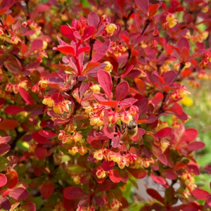 착한가격 나무생각 / 홍매자 / 40cm(전후), 1개