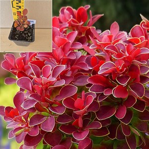 [서진스토어] 매자나무 묘목 4치포트 7품종 중 선택1 (마리아 레드컴팩트 로즈글로우 루비스타 어드미레이션 오렌지아이스 초코릿썸머), 4.루비스타, 1개