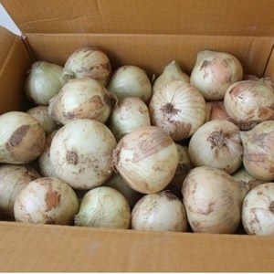 신선한 국내산 햇 양파, 1개, 5kg 대