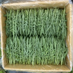 당일수확한 와일드 루꼴라 1kg 당일발송, 1개