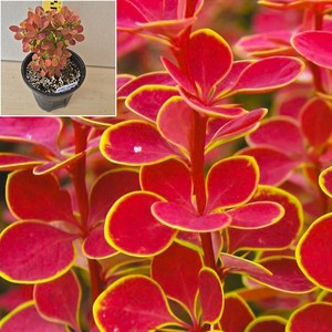 [서진스토어] 유럽 매자나무 묘목 (오렌지선라이즈) 5치화분 개화주, 1개, 오렌지선라이즈