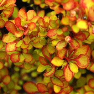 매자나무 썸머썬셋 P9포트묘 왜성 생울타리 단풍 조경수묘목, 1개