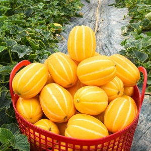 못난이 성주참외 고당도 꿀참외 5kg 혼합과, 성주참외 5kg(혼합과), 1개, 성주참외 5kg(혼합과)