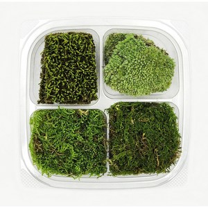 모듬 이끼 4종 세트 테라리움 재료 DIY 키트 키우기 1팩 비바리움 공기정화식물 천연이끼, 비단+깃털, 비단+털깃털, 1개