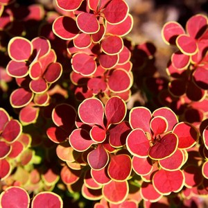 매자나무 오렌지 아이스 P9 포트묘 단풍 왜성 울타리 실내화분 관엽수 노지월동, 1개