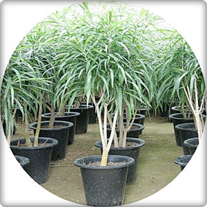 송오브자바/드라세나자바/1.2m/중대형화분/개업/이전/축하화분/플랜테리어, 기본화분, 1개
