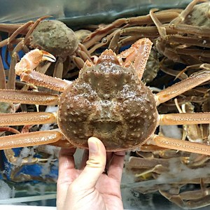 산지직송 울진 영덕 으뜸대게 3마리 6마리 9마리 생물 자숙 찜, 목탁대게(랜덤사이즈) 5마리(생물), 1개, 5마리