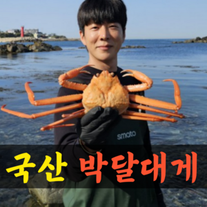 살이꽉찬 국산 박달대게 수율90% 영덕대게 찜 자숙 울진 대게 포항 구룡포 게 대개 제철 1kg 2kg, 1박스, 국산박달대게 1kg (2~3마리 살수율90%이상)