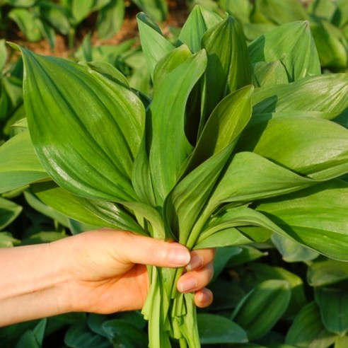 꿀품 생 명이나물 산마늘, 1박스, 1kg (잎명이)