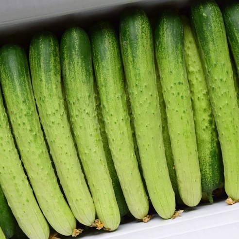 국내산 백오이 특상품 백다가기 직배송 시원한 오이, 1박스, 1kg