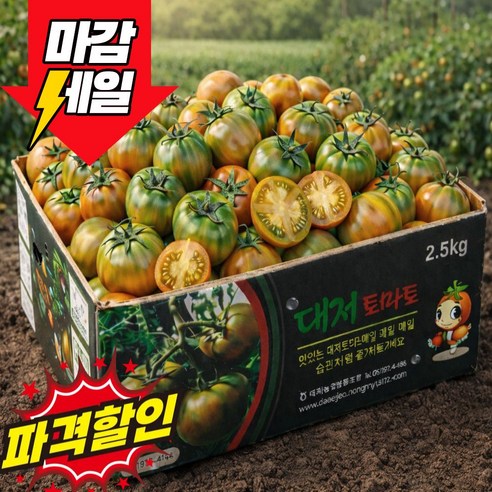 [딱100박스초특가] 부산 대저토마트 산지직송 특품(M)