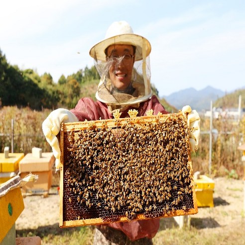 1년에 한번 생꿀 그대로! 100% 국내산 천연벌꿀 진짜꿀