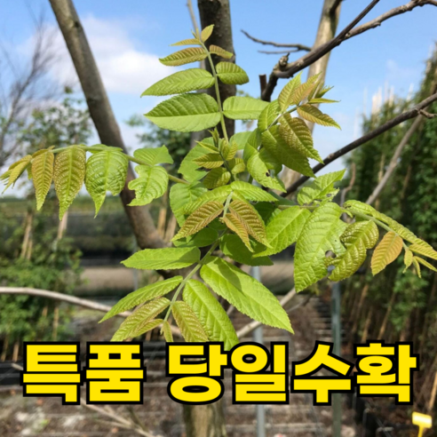 [2주한정특가] 국산 옻순 참옻나무순 나물